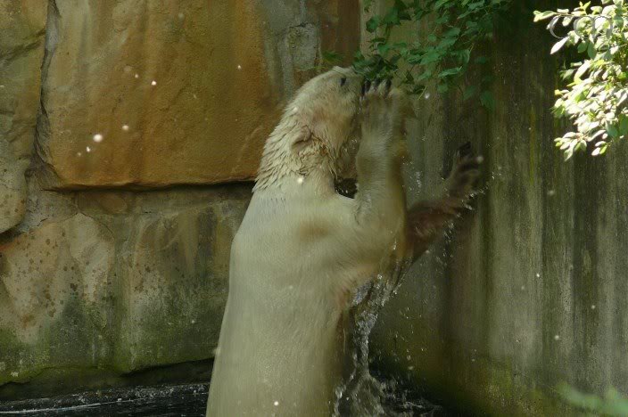 Knuti plucks yummy leaves...