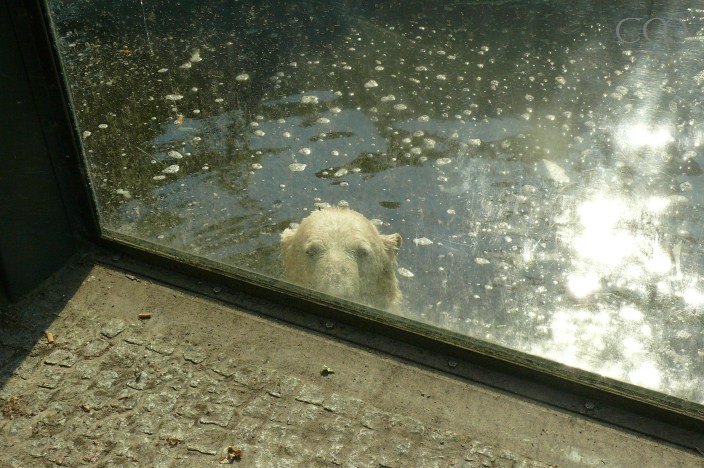 Yes yes. Knuti knows you all are jealous right now that...