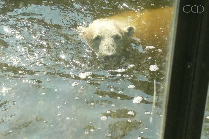 ...and does lazy swimming...