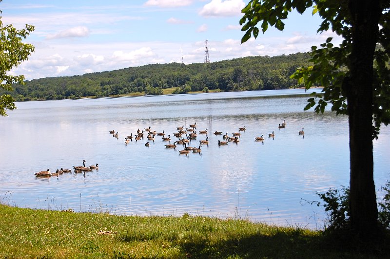 Down ducks dabbling, up tails all!