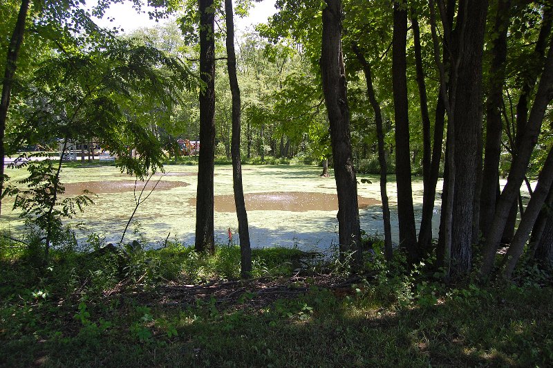 Walking through Doylestown: protected wetlands area
