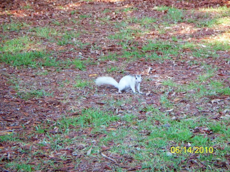 White "grey squirrels" were everywhere!