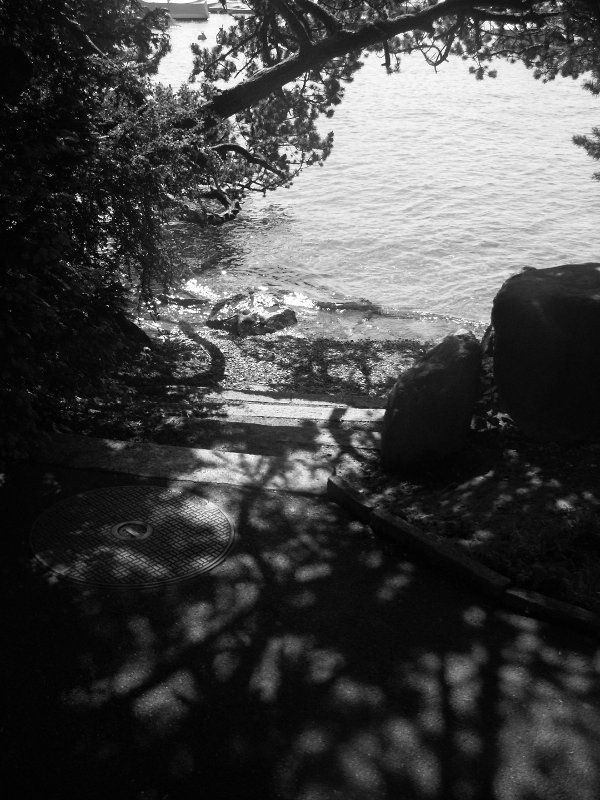 The Shadows of Trees