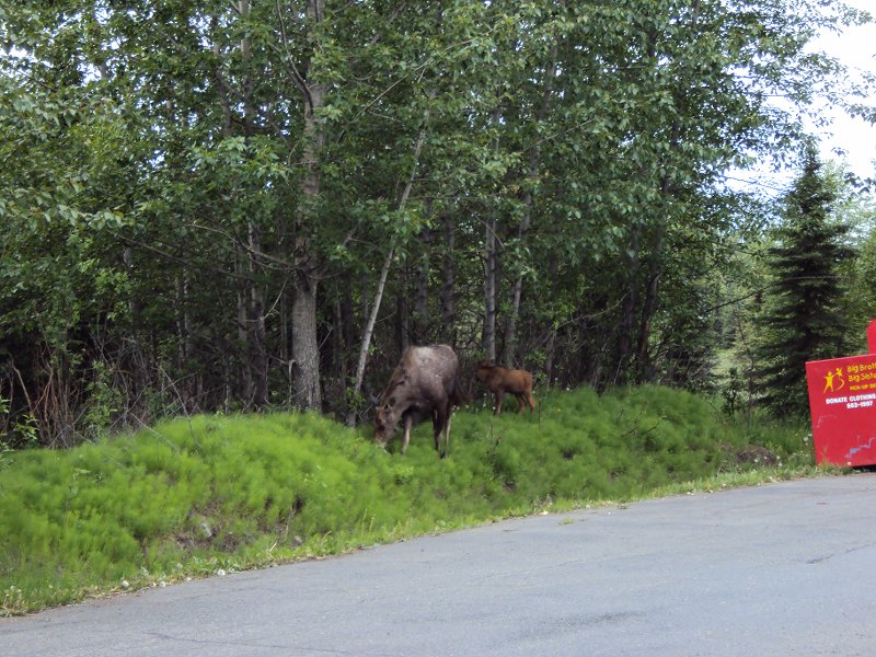 002 Moose and twins at apt 06_19_10