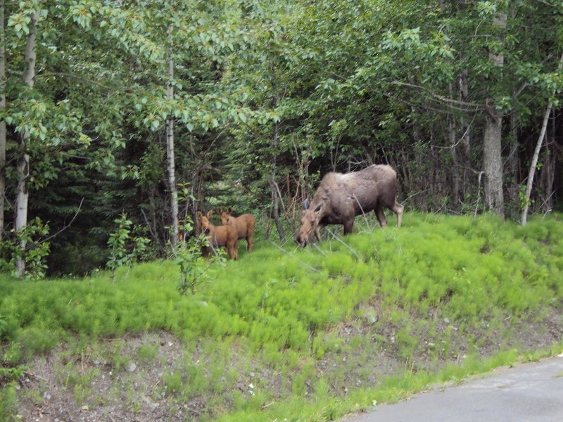 004 Moose and twins at apt 06_19_10