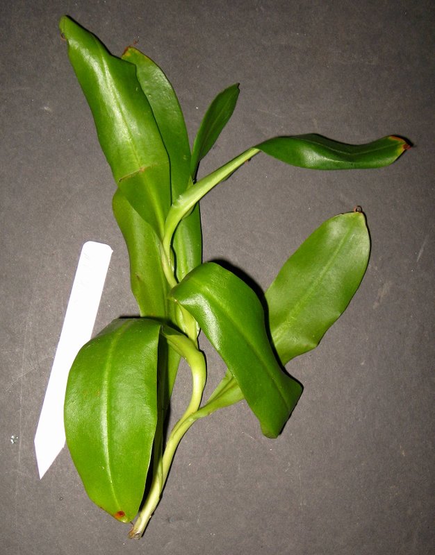 Sanguinea {Pink} 7-1-10 A