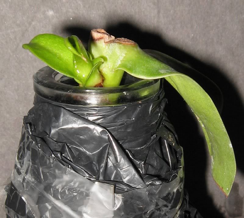 Ventricosa X Burkei Cutting 11-16-10