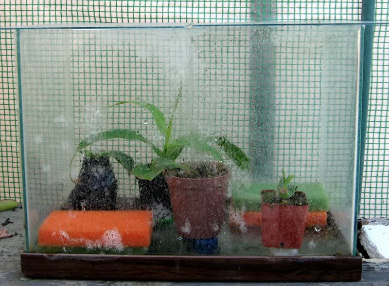 Ventricosa X Burkei Cutting Tank 11-13-10