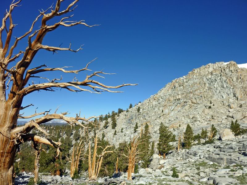 Foxtail Pine Festival on the PCT