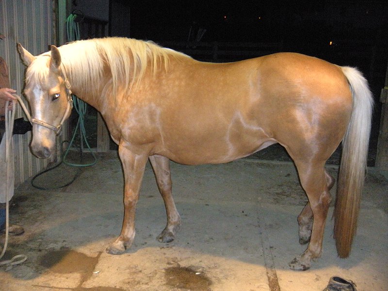 Bella upon arrival. Fat and foundering