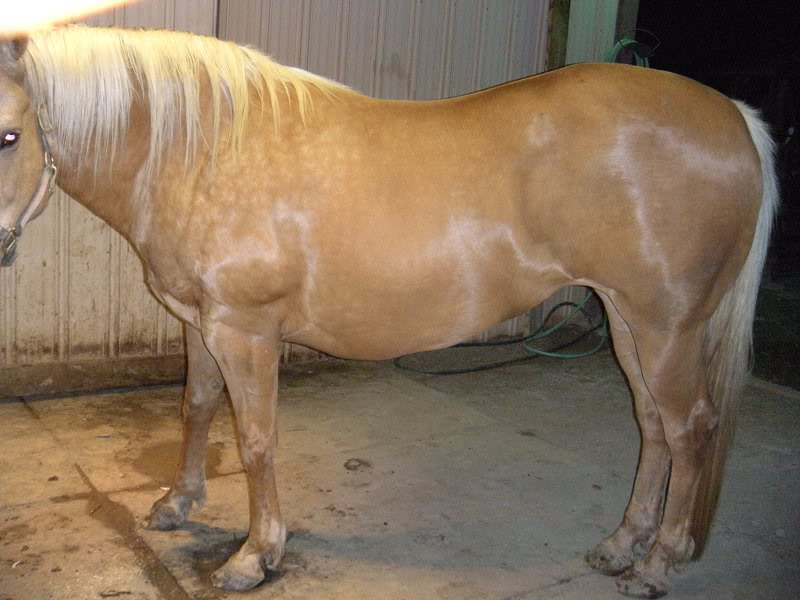 Obesity induced insulin resistant founder