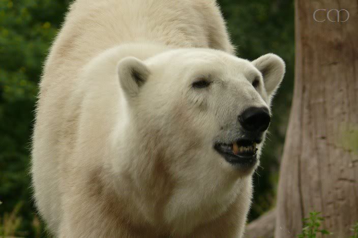 Soon she will move back to Munich...