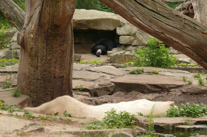 Two sleepy bears.. :)