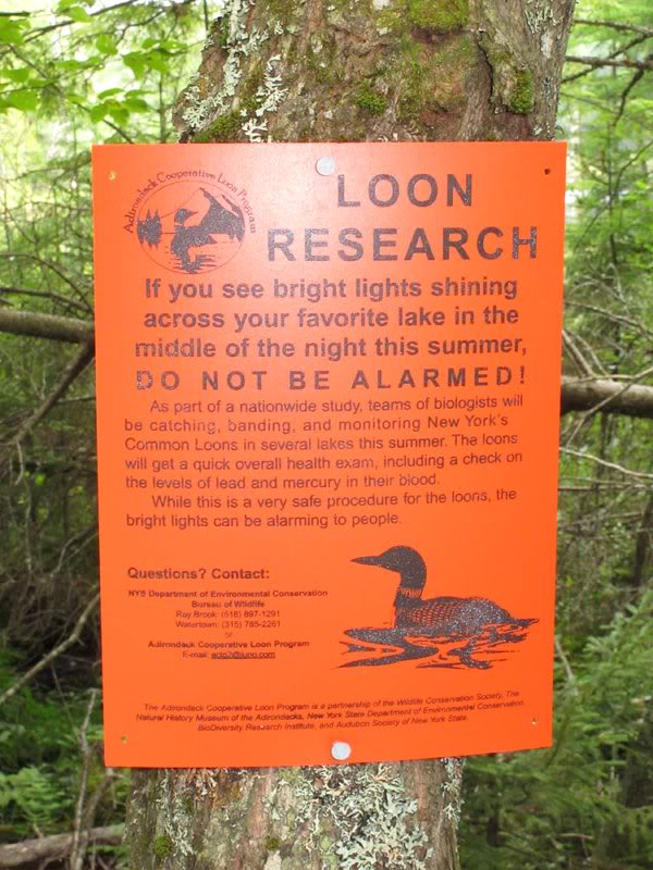Loon Information