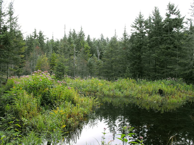 Mt Carrigan Hike (04)