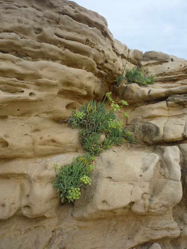 Flori din piatra seaca