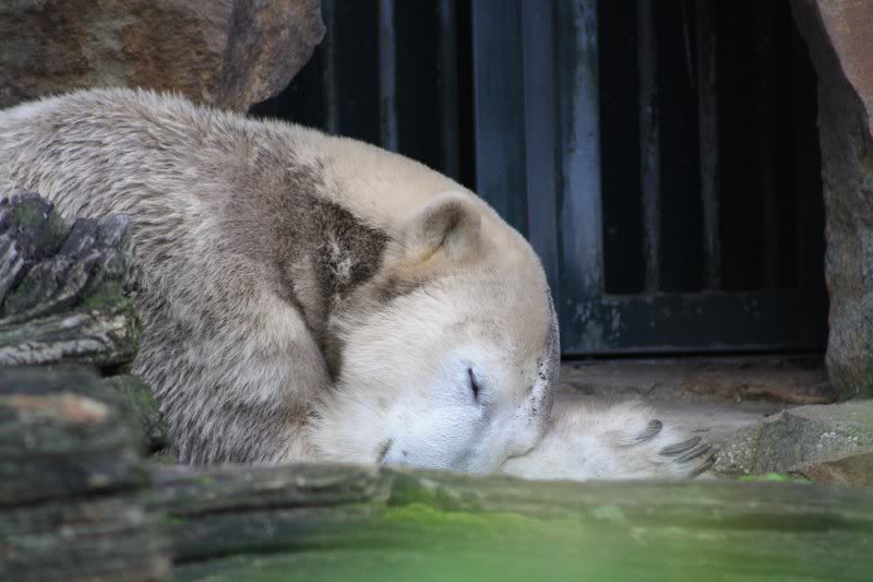 Ich schlafe mal ein bischen.