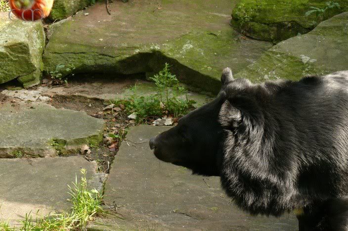 Auntie Sylvia sends pumpkin flying!