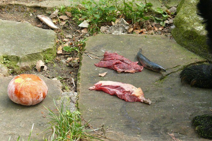 Now Plato eats first his usual lunch...