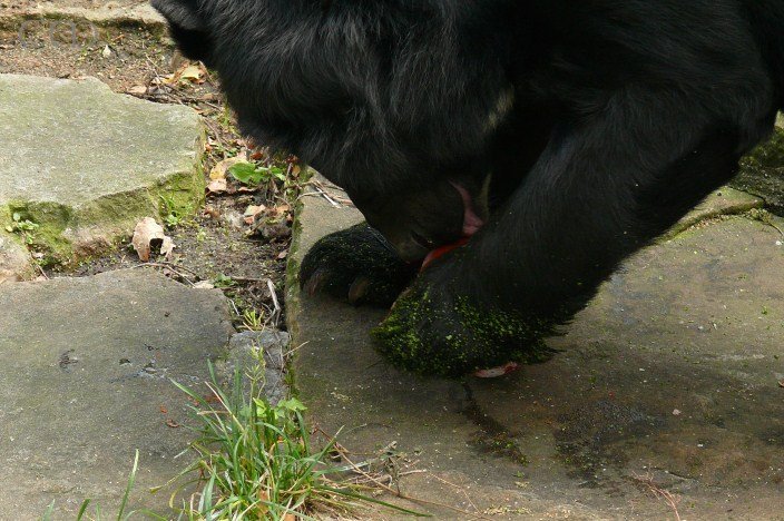 ...then, clever Moon Bear that he is, he turns pumpkin ...