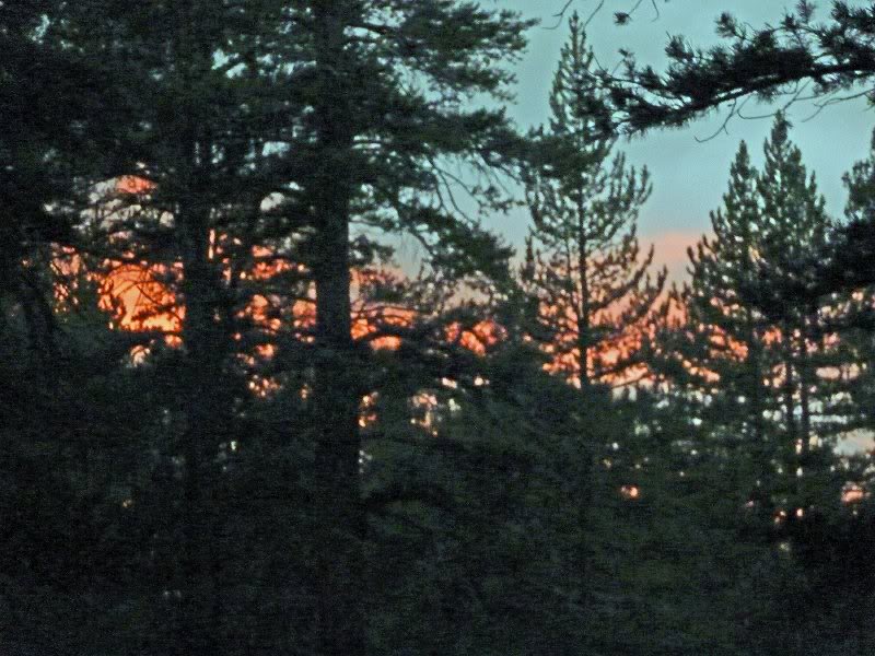 Forest fire sunset