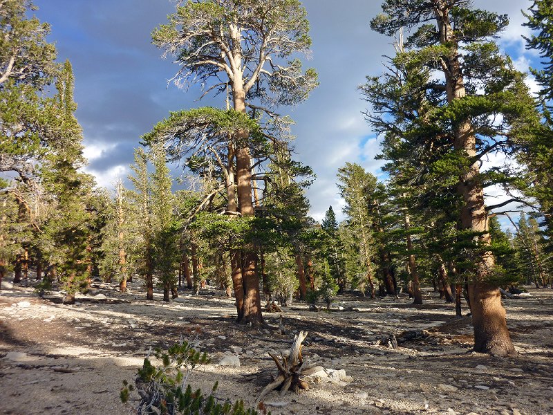 Sand forest along the PCT (north of Guyot Pass)