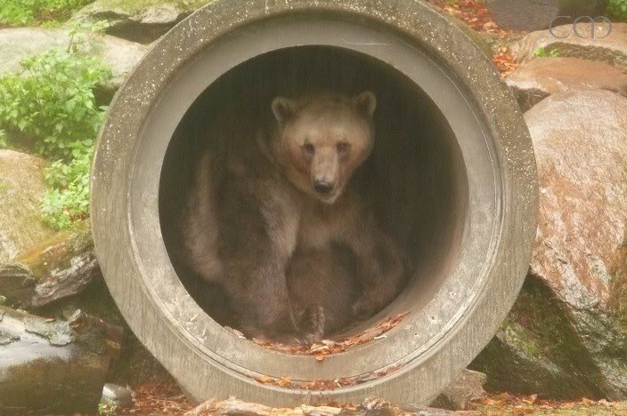 But how about a nice pose?