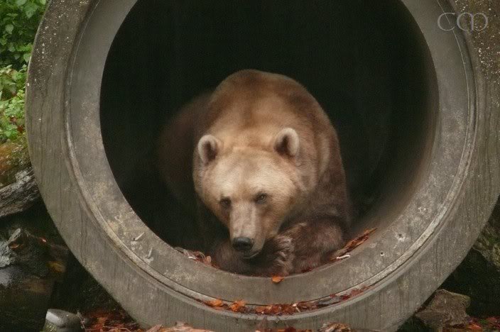 Hellooo to Cappuccino-Bear Tapps...