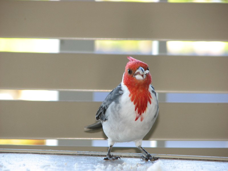 Red-crested Cardinal The Cliffs -Princeville Kauai Haw...