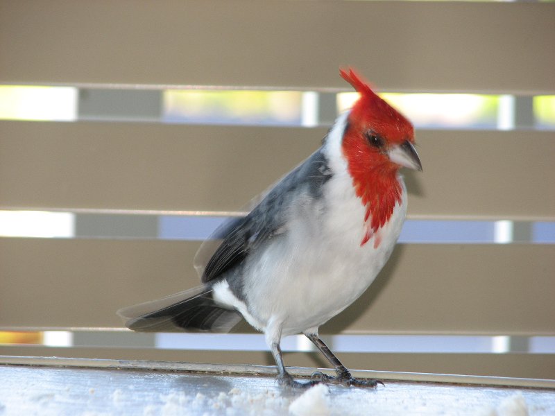 Red-crested Cardinal The Cliffs -Princeville Kauai Hawa...