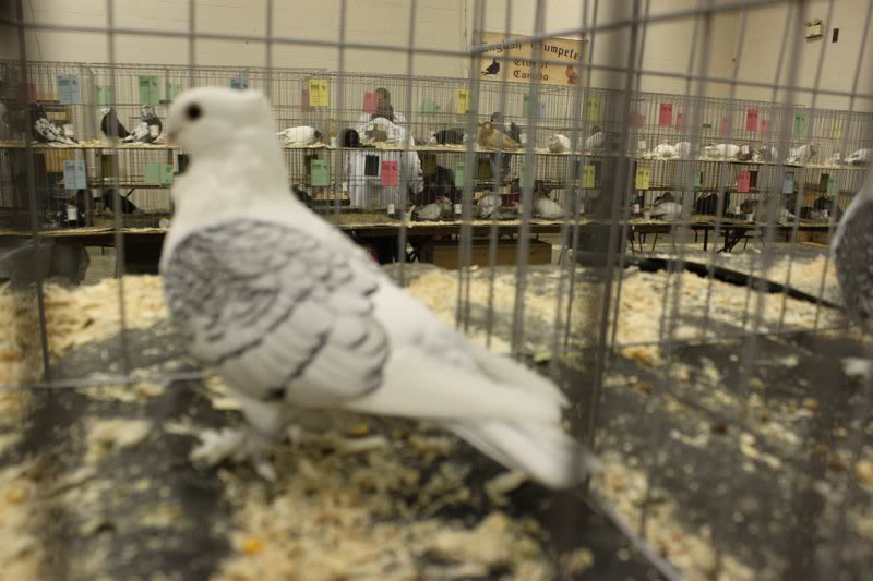 Woodstock Show 2010 001