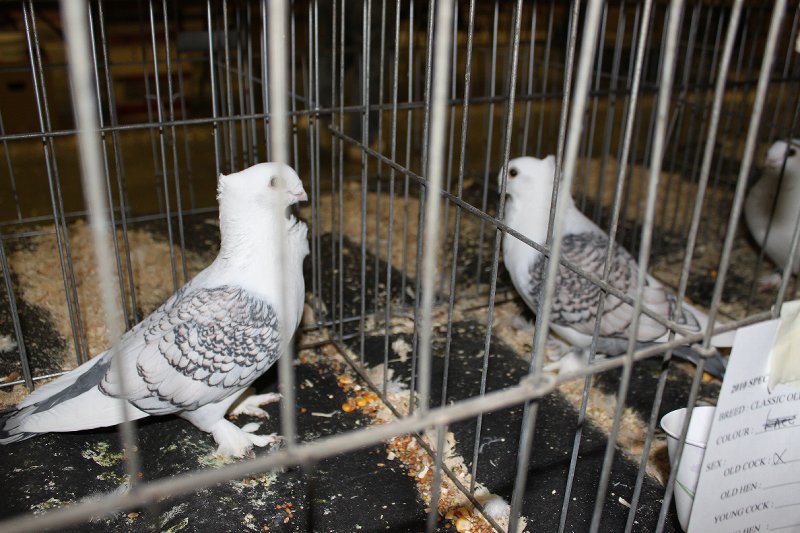 Woodstock Show 2010 002