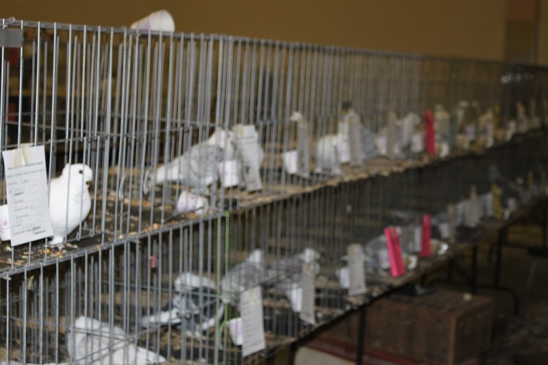 Woodstock Show 2010 003