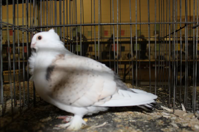 Woodstock Show 2010 004