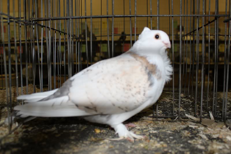 Woodstock Show 2010 005