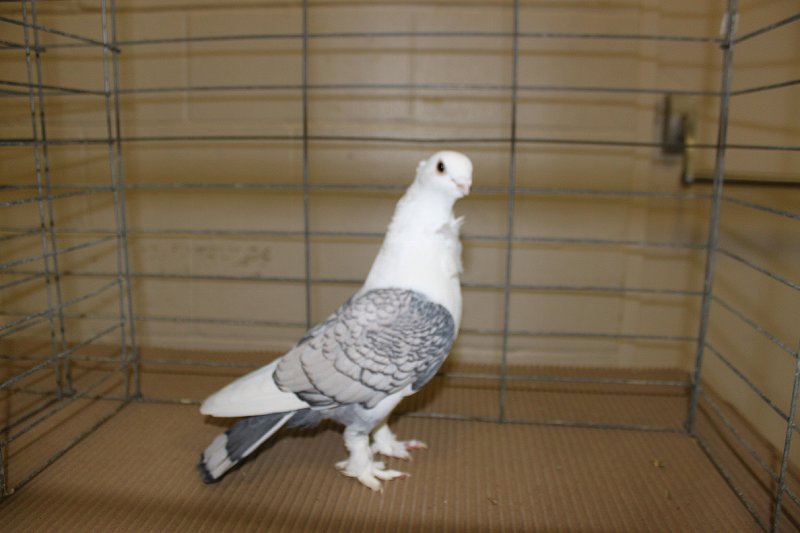 Woodstock Show 2010 006