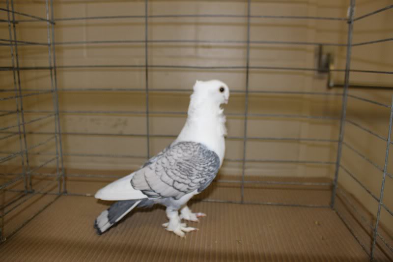 Woodstock Show 2010 007