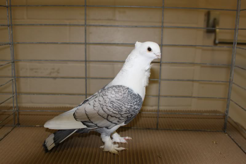 Woodstock Show 2010 008