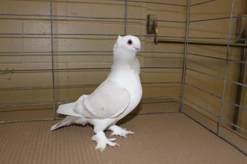 Woodstock Show 2010 009