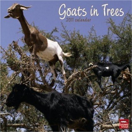 Goatsintrees1gh jgjmhjm_thumb