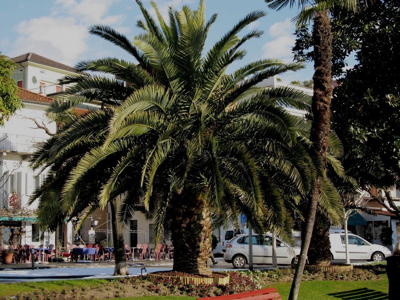 Phoenix canariensis, Locarno, 20.12.2010