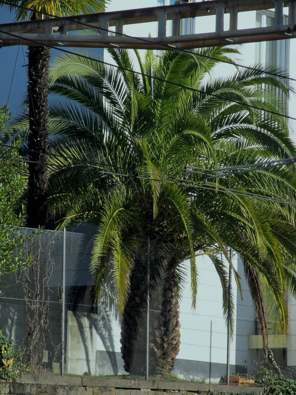 Phoenix canariensis, locarno 20.12.2010