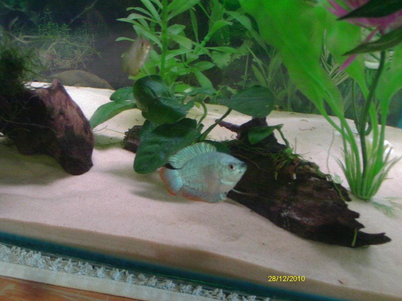 gourami 3 006
