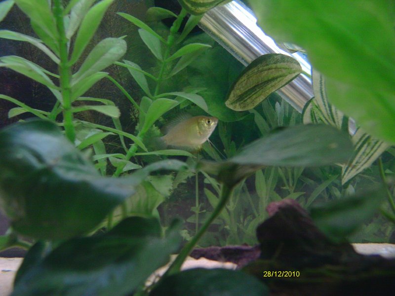 gourami 3 010