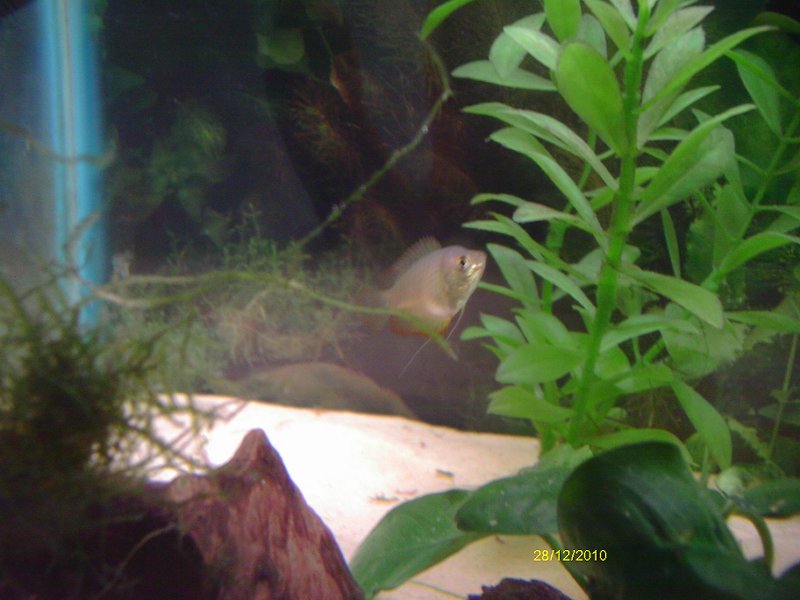 gourami 3 017