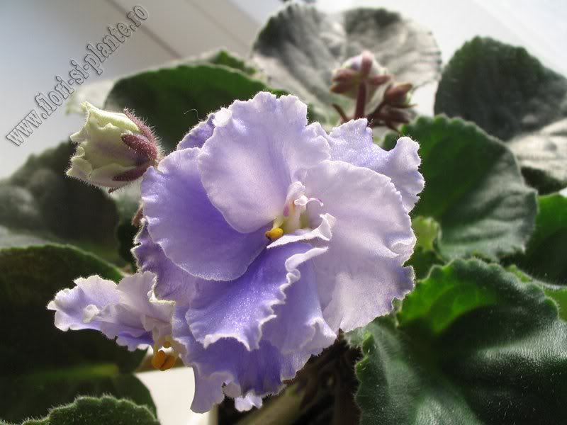 Saintpaulia Anastasia 17