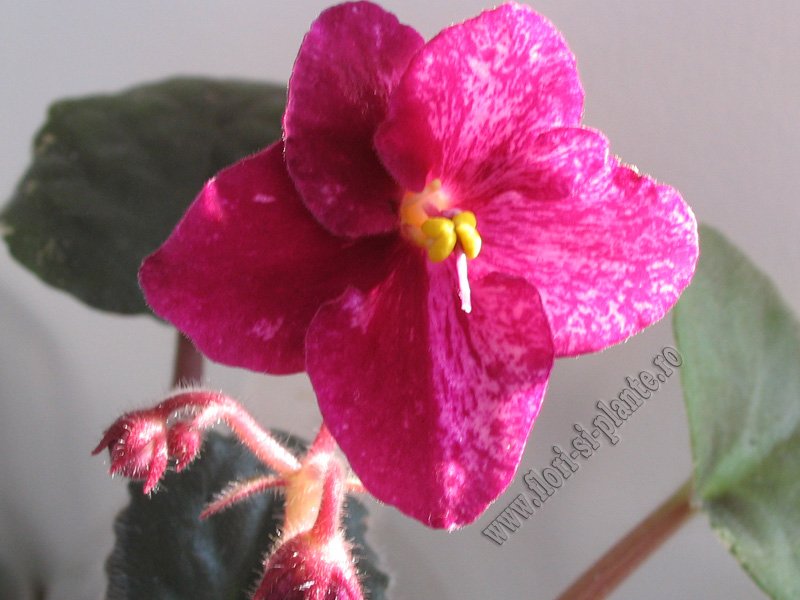 Saintpaulia Buckeye Cherry Freckles 8