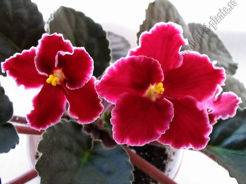 Saintpaulia Emergency 7