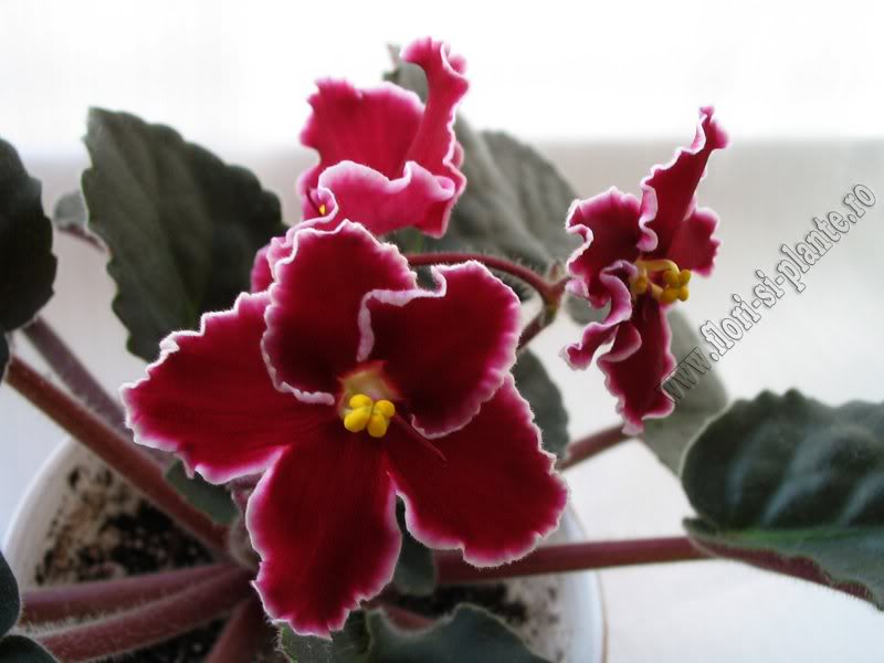 Saintpaulia Emergency 8