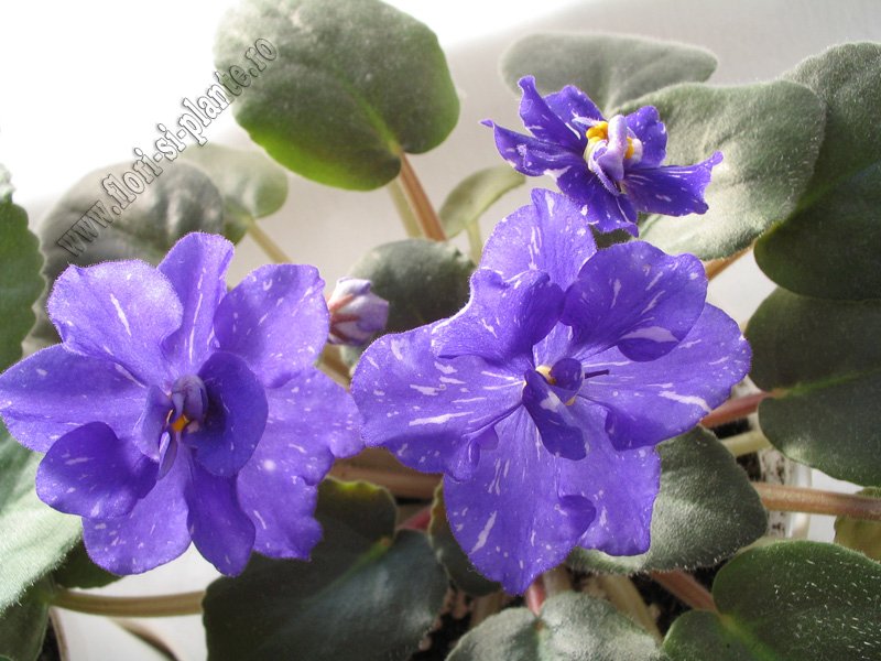 Saintpaulia Rainbow's Quiet Riot 5